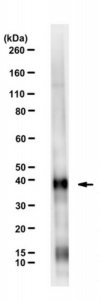 Anti-HSD3B1 Antibody, clone 4C1 