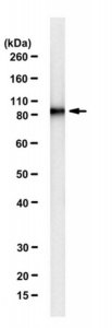 Anti-Hsp90 alpha Antibody, clone 1G6-D7 