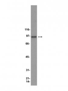 Anti-HSP90 Antibody 