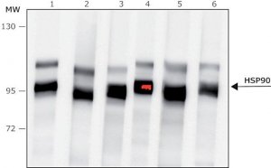 Anti-HSP90 antibody produced in rabbit 