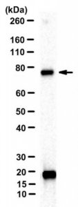 Anti-HsSAS-6 Antibody, clone 91.390.21 MABE1064-25UG