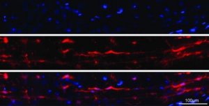Anti-Iba1/AIF1 Antibody 