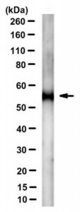 Anti-IDO-2 Antibody, clone 4-3 
