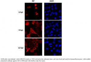 Anti-Influenza A nucleoprotein 