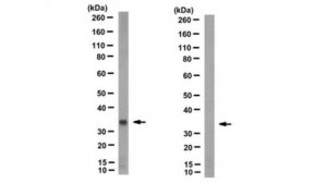 Anti-Inntag 6 (IT6) Antibody, clone R19/4-11/15 