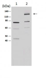 Anti-iNOS/NOS II Antibody, NT 