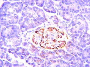 Anti-Insulin Antibody, clone E11D7 