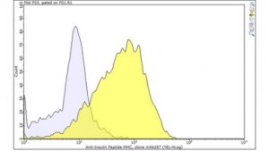 Anti-insulin peptideMHC Antibody, clone mAb287 