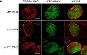 Anti-Integrin 1 Antibody, clone MB1.2 