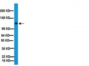 Anti-Integrin 1 Antibody, clone MB1.2 