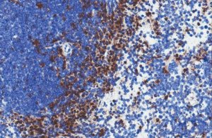 Anti-Integrin X Antibody, clone N418 Antibody, azide free 