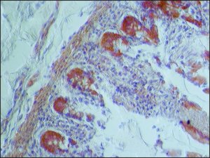 Anti-IQGAP1 (C-terminal region) antibody produced in rabbit 