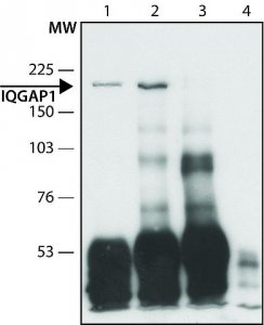 Anti-IQGAP1 (C-terminal region) antibody produced in rabbit 