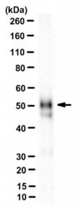 Anti-IRF-9 Antibody, clone 6F1-H5 