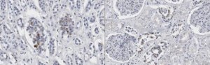 Anti-IRP2 Antibody, clone 3B11 