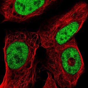 Anti-ISX antibody produced in rabbit 