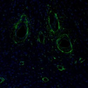 Anti-ITPKA antibody produced in rabbit 