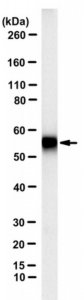 Anti-IZUMO1 Antibody, clone Mab120 