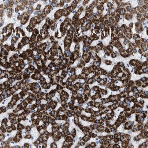 Anti-JADE1 antibody produced in rabbit 