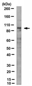 Anti-KAT2A (GCN5) Antibody, clone 2GC-2C11 
