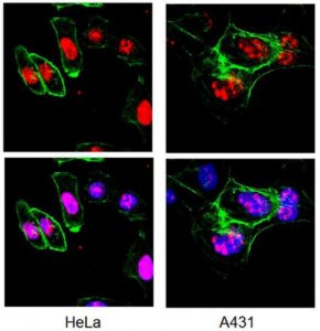Anti-Ki-67 Antibody, clone Ki-S5 