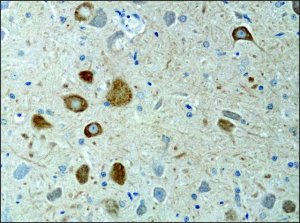 Anti-KIF3A antibody produced in rabbit 
