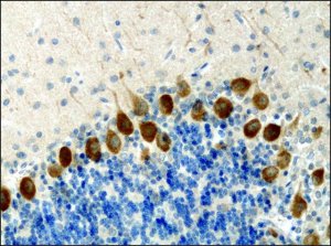 Anti-KIF3A antibody produced in rabbit 