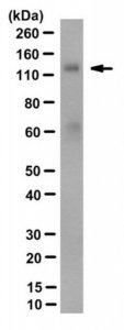 Anti-Klotho Antibody, clone KL-115 
