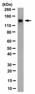 Anti-Klotho Antibody, clone KL-234 