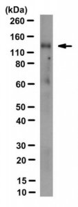 Anti-Klotho Antibody, clone KL-234 