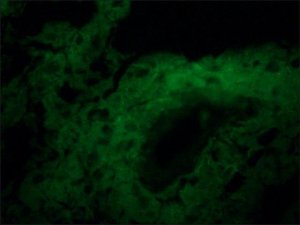 Anti-l-Afadin antibody produced in rabbit 