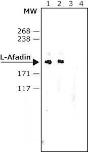 Anti-l-Afadin antibody produced in rabbit 