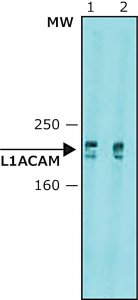 Anti-L1CAM antibody, Mouse monoclonal 