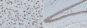 Anti-Lamin A and C Antibody, clone 2F4.1 