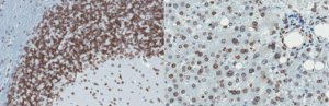Anti-Lamin A and C Antibody, clone 2F4.1 