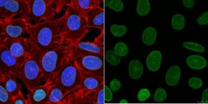 Anti-Lamin A/C Antibody, clone 2A1 