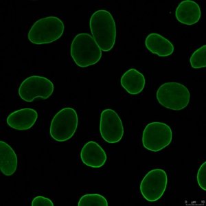 Anti-Lamin A/C Antibody, clone 4C11 