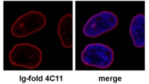 Anti-Lamin A/C Antibody, clone 4C11 