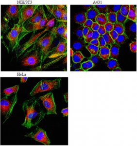 Anti-LAMP-1 (CD107a) Antibody 