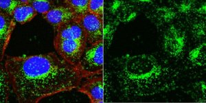 Anti-LAMP-1 Antibody, clone H4A3 