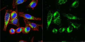Anti-LAMP-1 Antibody, clone H4A3 