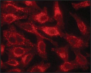 Anti-LAMP1 antibody produced in rabbit 