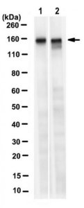 Anti-LATS1 Antibody, clone 9A3.1 