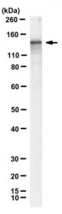 Anti-LbCpf1 Antibody, clone 2D5-6G11 