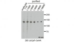 Anti-LbCpf1 Antibody, clone 2D5-6G11 