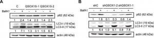 Anti-LC3 antibody produced in rabbit 