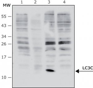 Anti-LC3C antibody, Mouse monoclonal 