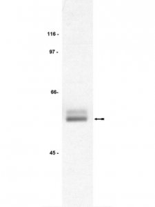 Anti-Lck Antibody 