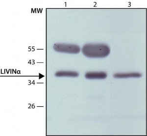 Anti-Livin antibody produced in rabbit 