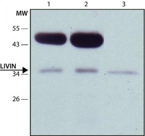 Anti-Livin (C-terminal) antibody produced in rabbit 